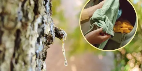 Kropla żywicy na drzewie i ręce wkładające zieloną koszulkę do pralki. Dowiedz się, jak odplamić ubrania naturalnymi sposobami.