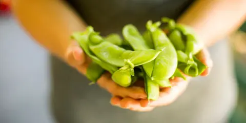Mani che stringono baccelli di piselli freschi. Nonostante la loro apparenza salutare, c'è chi dice che i piselli fanno ingrassare.