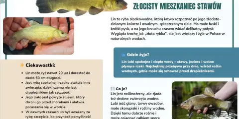 Lin, złocisty mieszkaniec polskich wód, to ryba słodkowodna. Poznaj gatunki ryb w Polsce!