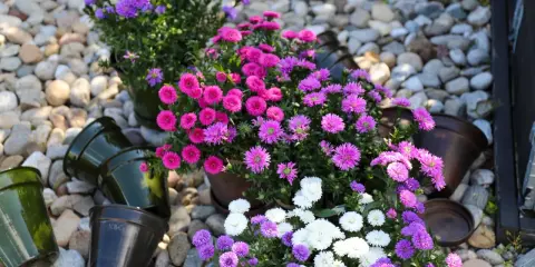 Färgglada aster dumosus i krukor på grus. Ljuvliga rosa, lila och vita blommor som lyser upp.
