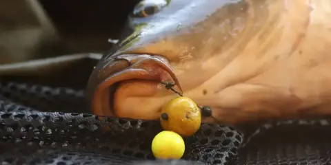 Karp z przynętą na haku na siatce wędkarskiej.
