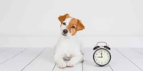 Szczeniak Jack Russell Terrier leży obok budzika. Czas na zabawę, since for kiedy?