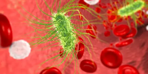 Bakteria escherichia coli w moczu, otoczona czerwonymi krwinkami.