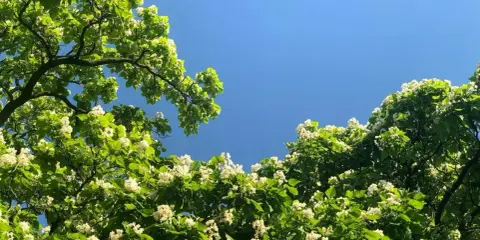 Katalpa kwitnie białymi kwiatami na tle błękitnego nieba. Dowiedz się, jak przycinać katalpę, by cieszyć się jej pięknem.