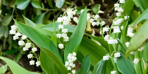 Des clochettes blanches délicates de muguet, parfaites pour savoir où planter muguet au printemps.