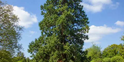 Majestueux séquoia, un arbre qui ne perd pas ses feuilles, se dresse dans un parc verdoyant sous un ciel bleu parsemé de nuages blancs.