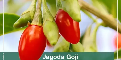 Goji: Jak i kiedy przycinać? Zapewnij sobie rekordowe zbiory!