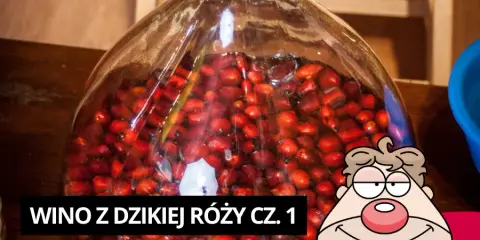 Jak zrobić wino z dzikiej róży? Kompletny przepis krok po kroku