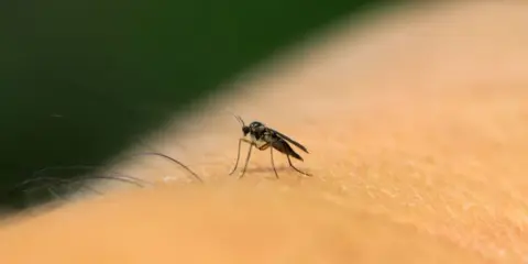 Mały komar na skórze. Olejek neem na ziemiórki to naturalny sposób na pozbycie się tych uciążliwych owadów.
