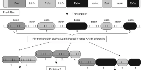 Diagrama ilustra cómo la transcripción de una molécula de ADN genera pre-ARNm, que luego, por transcripción alternativa, da lugar a diferentes ARNm y, finalmente, a distintas proteínas.