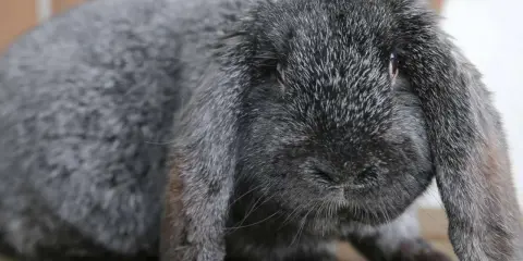 Grauer Meißner Widder mit langen Schlappohren. Ein süßer Hase, den man kaufen kann.