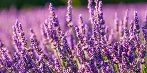Champ de lavandin en fleurs, évoquant la sérénité et les nombreux lavandin bienfaits pour le bien-être.