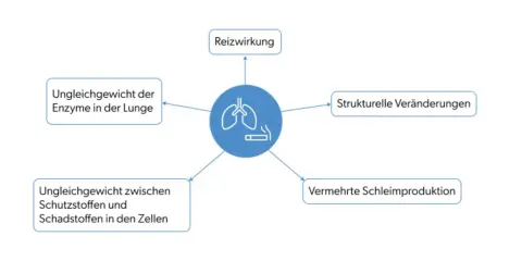 Diagramm zeigt, wie Rauchen bei COPD zu Reizungen, Ungleichgewichten und strukturellen Lungenveränderungen führt.
