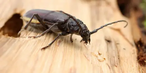 Gros plan sur un scarabée brun, un des insectes du bois, sur une surface de bois clair. Ses longues antennes sont visibles.