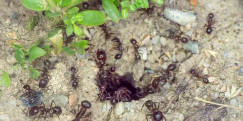 Mrówki krzątają się wokół wejścia do mrowiska. Jedna z nich niesie coś, co wygląda jak soda na mrówki.