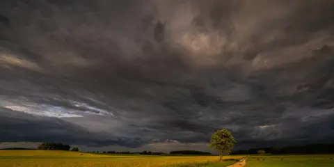 Burzowe niebo nad polami rzepaku. Droga wije się przez zielone łąki, a samotne drzewo stoi na tle dramatycznych chmur. To piękne krajobrazy Podlasia.