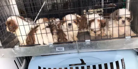 Szczenięta Shih Tzu w klatce, gotowe do transportu. Jak sprawdzić hodowlę psów? Zwróć uwagę na warunki i zdrowie zwierząt.