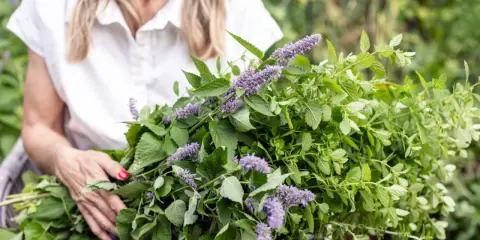 A woman holds a large bunch of fresh herbs, including lemon balm plant flowers, with delicate purple blooms and vibrant green leaves.