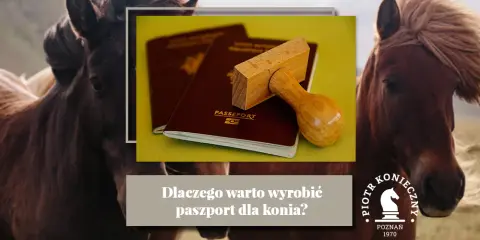 Paszport dla konia: jak wyrobić? Obowiązki i uniknij kar!