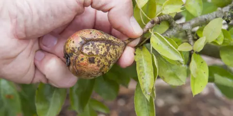 Main d'une personne tenant une poire affectée par la maladie du poirier, montrant des taches et des craquelures sur la peau du fruit.