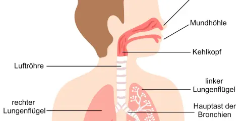 Schema der Atemwege: Nasenhöhle, Mundhöhle, Kehlkopf, Luftröhre, Hauptast der Bronchien und feineren Bronchiolen bis zu den Alveolen.
