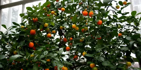 Krzew z owocami, jak małe pomarańcze, to **oriana calamondin**.