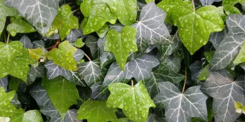 Hiedra verde y gris con gotas de lluvia, perfecta como plantas tapar vistas vecino.