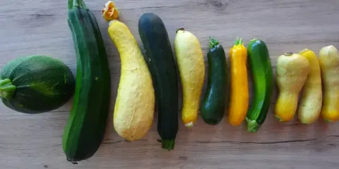 Une collection de courgettes de différentes couleurs et formes, dont une courgette italienne longue verte foncée.