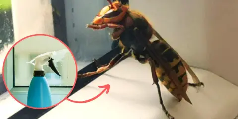 Duży szerszeń obok butelki ze sprayem. Czy to jest to, co odstrasza szerszenie?
