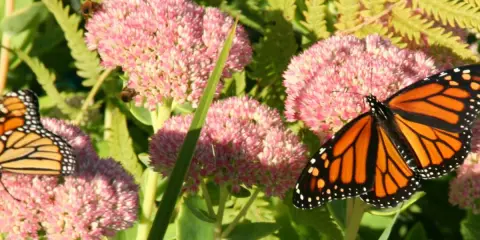 Un papillon monarque aux ailes orange et noires butine des fleurs roses. Des abeilles travaillent aussi sur les asclépiades.