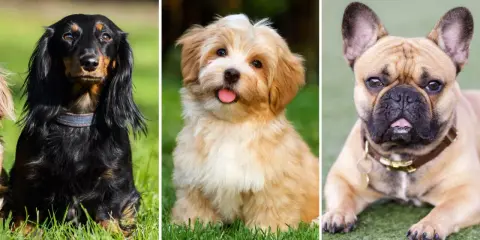 Tre små hundar: en långhårig tax, en fluffig valp och en fransk bulldogg.