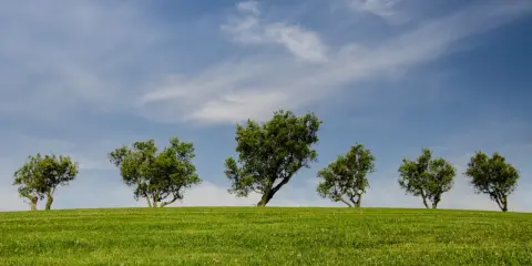 Sześć zielonych drzew na tle błękitnego nieba z chmurami. Te drzewa po angielsku, zwane "trees", tworzą malowniczy krajobraz na wzgórzu.