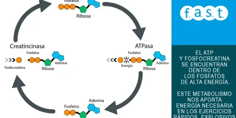 Ciclo de ATP y fosfocreatina, clave en el metabolismo energético para ejercicios explosivos.