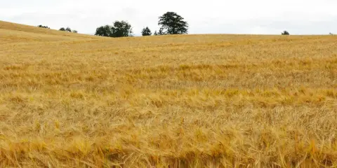Goldgelbes Gerstenfeld unter bewölktem Himmel. Hier wächst die Basis für einen guten, glutenfreien Whiskey.