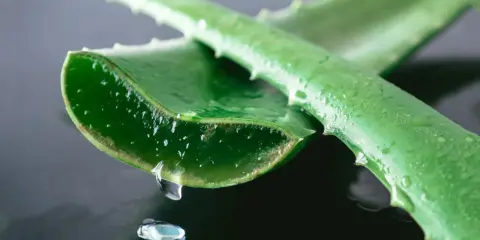 Gel di aloe vera che gocciola da una foglia tagliata, ideale per l'irritazione della pelle.