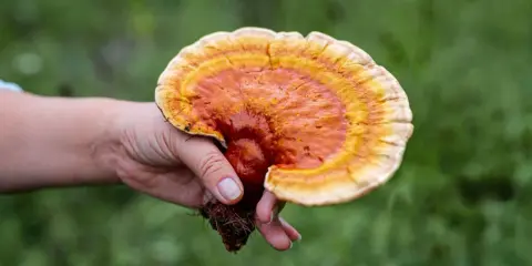 Une main tient un champignon reishi aux couleurs vives, évoquant ses nombreux bienfaits pour la santé.