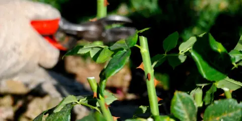 Mano enguantada podando rosales con tijeras. Se aprecian tallos verdes con espinas y hojas.