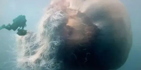 Un subacqueo osserva la medusa più grande del mondo, un gigante pelagico con tentacoli lunghissimi che si estendono nell'oceano.
