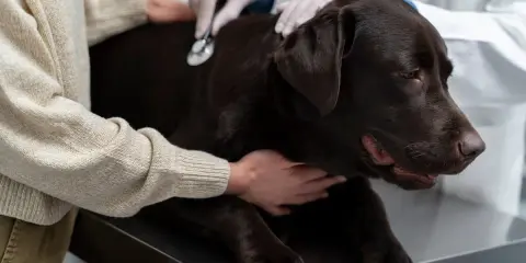 Weterynarz bada brązowego psa, który może mieć zapalenie żołądka. Pies leży na stole, a weterynarz osłuchuje go stetoskopem.