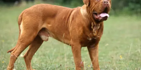Potężny dog z Bordeaux, o rudym umaszczeniu, stoi na trawie, dysząc z otwartym pyskiem.