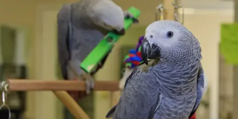 Due pappagalli cenerini, uno gioca con un oggetto verde, l'altro osserva. Il loro carattere curioso è evidente.