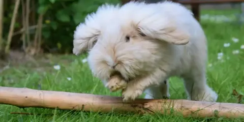 Ein flauschiges Teddy Zwergkaninchen mit langen Ohren hoppelt über eine grüne Wiese mit Gänseblümchen und über einen Ast.