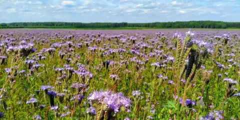 Pole fioletowej facelii na poplon, kwitnącej pod błękitnym niebem z białymi chmurami.