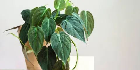 Philodendron narrow z ciemnozielonymi, sercowatymi liśćmi, niektóre z kropelkami wody, w glinianej doniczce.