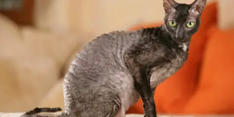 En Cornish Rex med grå, vågig päls och gröna ögon sitter på en vit yta.
