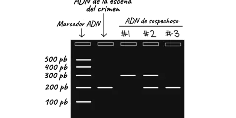 Gel de electroforesis mostrando resultados de pruebas PCR. ADN de escena del crimen y de tres sospechosos.