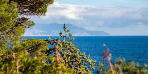 Verdeggiante vegetazione mediterranea incornicia un mare blu intenso, con una sagoma montuosa all'orizzonte, forse un'isola vicino all'Elba.