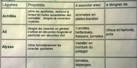 Tableau des plantes compagnes : Achillée, Ail, Alysse et leurs propriétés, associations et éloignements pour le potager.