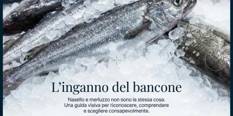Merluzzi freschi su ghiaccio. Scopri quanto pesa un merluzzo e come distinguerlo dal nasello per fare acquisti consapevoli.