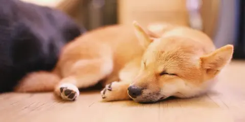 Śpiący szczeniak Shiba Inu, może właśnie śni o tym, dlaczego pies chrapie.